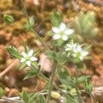 Arenaria serpyllifolia 花