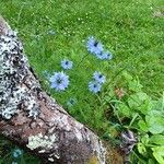 Nigella sativaFuelha