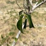 Ficus cordata Levél