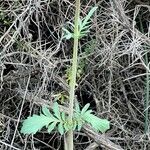 Valeriana calcitrapae Leaf