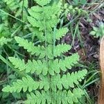 Thelypteris confluens Leaf