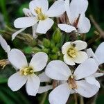 Diplotaxis erucoides Flower