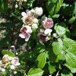 Rubus ulmifolius Kukka