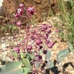 Asclepias cordifolia Habitat