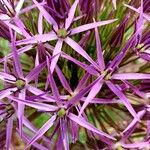 Allium nigrum Altro