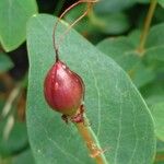 Hypericum hircinum Ffrwyth