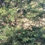 Juniperus virginiana Лист