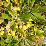 Pittosporum tobira List