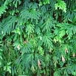 Selaginella flabellata Hábito