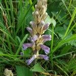 Phelipanche purpurea Flor