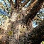 Hesperocyparis macrocarpa Ŝelo