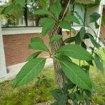 Chionanthus virginicus Blad