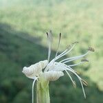 Silene italica Blüte