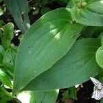 Tricyrtis hirta List