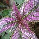 Strobilanthes auriculata Folla