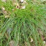 Festuca heterophylla Blatt