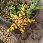 Orbea mcloughlinii Flower