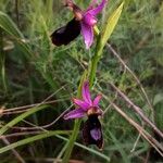 Ophrys bertolonii Flors