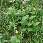 Cypripedium calceolusFloare