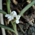Angraecum subulatum Кветка