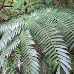 Angiopteris evectaLeaf