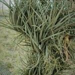 Tillandsia tenuifolia 葉