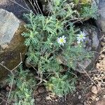 Argyranthemum adauctum Leaf