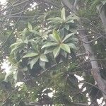 Foetidia mauritiana 叶