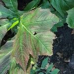 Rodgersia podophylla Blatt