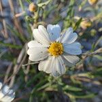 Melampodium leucanthum 花