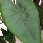 Alocasia zebrina Leaf