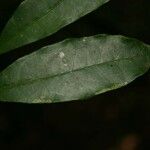 Trymatococcus oligandrus 葉