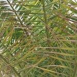 Phoenix canariensis ഇല