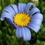 Felicia amelloides Flower