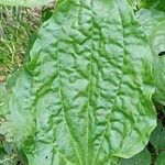 Plantago major List