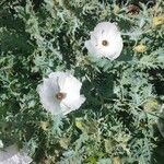 Argemone albiflora Blüte