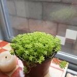 Sedum japonicum Hoja