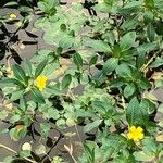 Ludwigia peploides Likasa