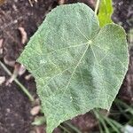 Dombeya burgessiae Hoja