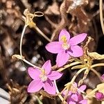 Centaurium littorale Virág