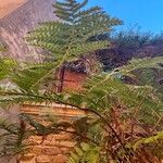 Dicksonia antarctica 葉