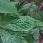 Clethra alnifolia Blad