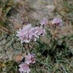 Armeria multiceps Kvet