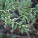 Ruscus hypophyllum Leaf