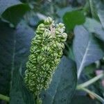 Phytolacca esculenta Flor