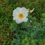 Argemone albiflora Blüte