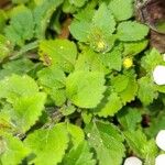 Bacopa repens Feuille