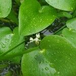 Heteranthera callifolia Flor