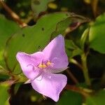 Tinantia pringlei Flower