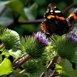 Arctium lappa Flor